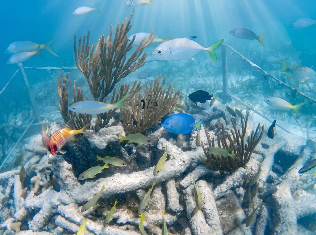 Jardín de coral en restauración con peces