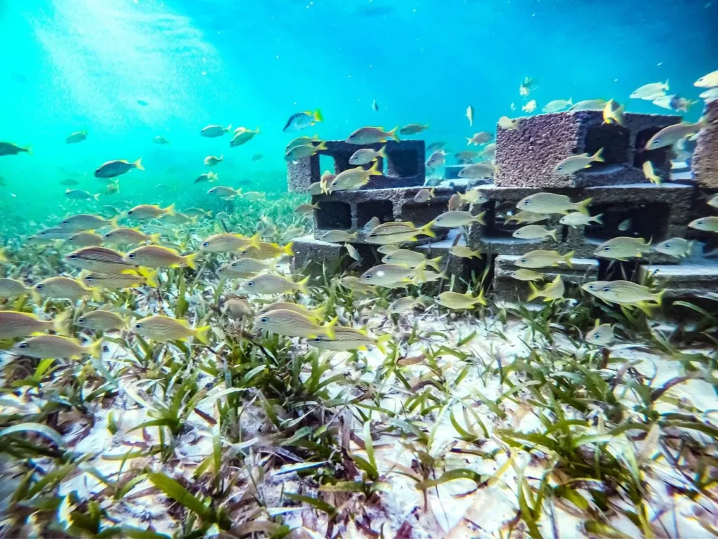 Estructura de arrecife artificial rodeada de peces